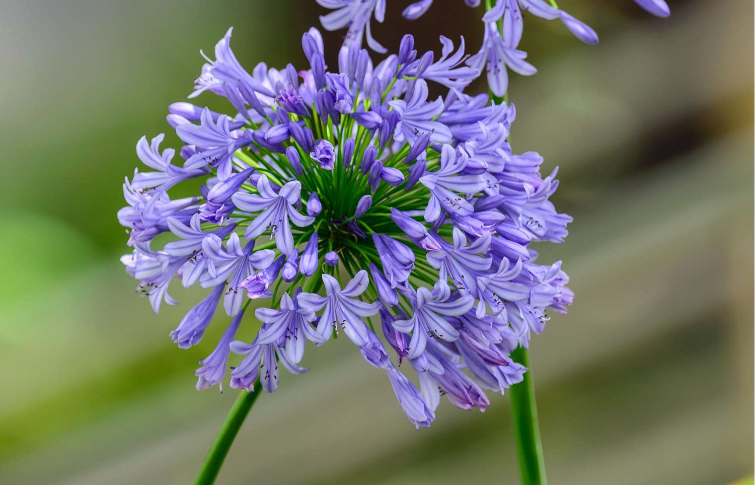 Sinisarja 'Africanus'
